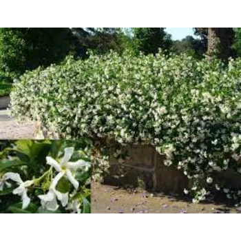 Great Jasmine Plants